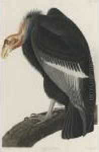 Californian Vulture (plate Ccccxxvi)
