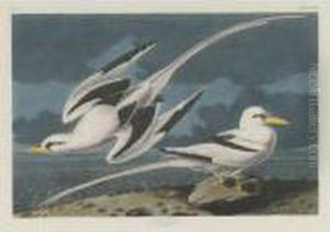Tropic Bird (plate Cclxii) by John James Audubon