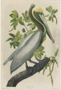Brown Pelican (plate 432)