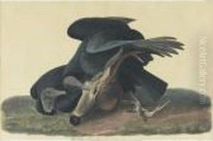Black Vulture Or Carrion Crow (plate Cvi) by John James Audubon