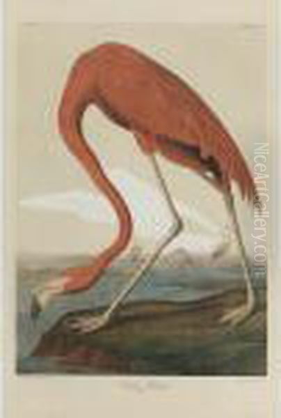 American Flamingo - view 1