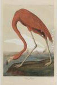American Flamingo