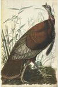 Wild Turkey, Male by John James Audubon