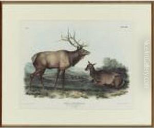 American Elk-wapiti Deer