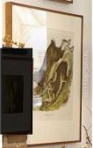 Northern Hare by John James Audubon