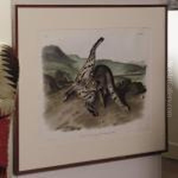 Texan Lynx - view 1
