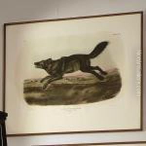 Black American Wolf by John James Audubon