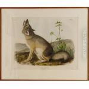 Swift Fox
