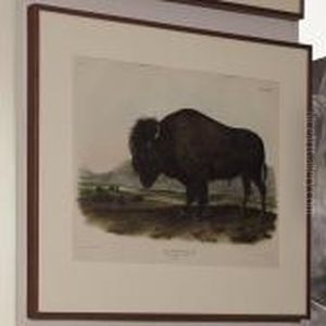 American Bison Or Buffalo by John James Audubon