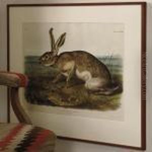 Texian Hare by John James Audubon