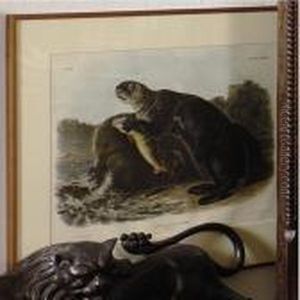 Sea Otter by John James Audubon