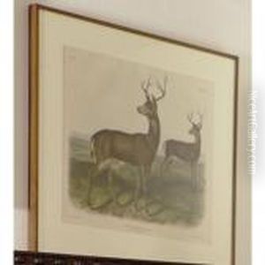 Columbian Black-tailed Deer by John James Audubon