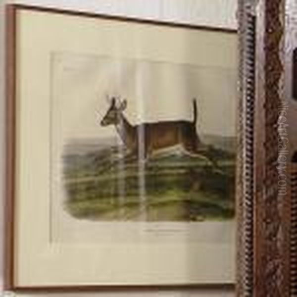 Long-tailed Deer - view 1