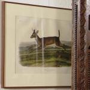 Long-tailed Deer by John James Audubon
