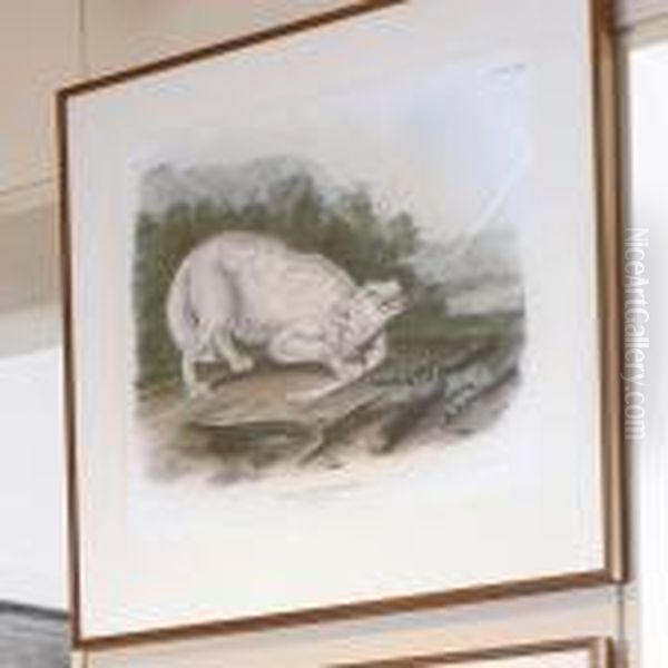 White American Wolf - view 1