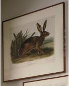 Californian Hare