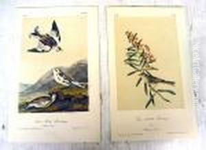 From Birds Of America by John James Audubon