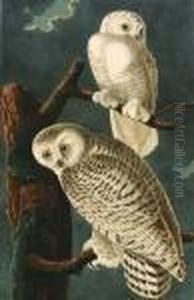 Snowy Owl, Strix Nyctea.
