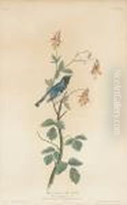 Black-throated Blue Warbler (pl. Clv) by John James Audubon