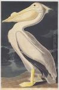 American White Pelican (pl. Cccxi)