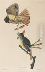 Great Crested Flycatcher (pl. Cxxix) by John James Audubon