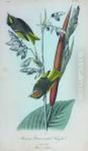 Townsend's Wood-warbler