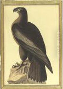 The Bird Of Washington (plate 11) by John James Audubon