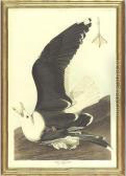 Black-backed Gull (plate Ccxl1) - view 1