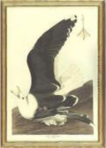 Black-backed Gull (plate Ccxl1) by John James Audubon