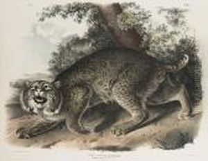 Lynx Rufus (common American Wild Cat)