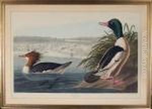 Goosander