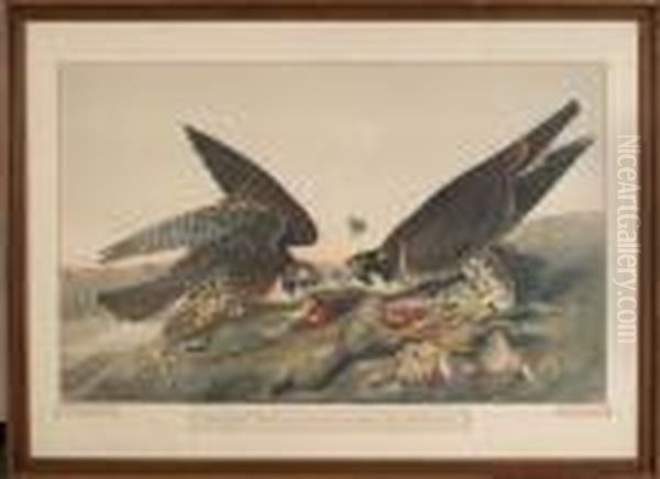 Great Footed Hawk - view 1