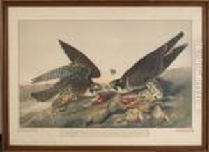 Great Footed Hawk