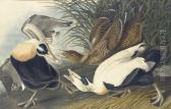 Eider Duck - view 1