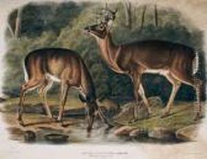 Plate 136 Common Virginia Deer