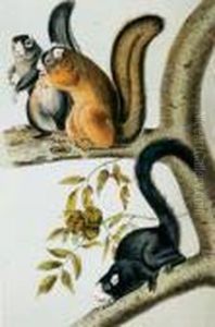 Audubon
