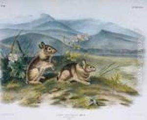 Plate 94 Nuttal""""""""s Hare