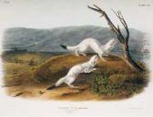 Plate 140 White Weasel by John James Audubon