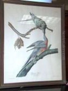 Passenger Pigeon Passenger Pigeon