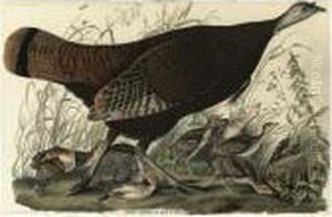 Great American Hen And Young (plate Vi) by John James Audubon