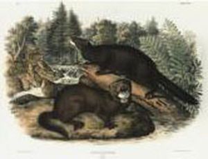 Collared Peccary And Mink (plates Xxxi And Xxxiii)