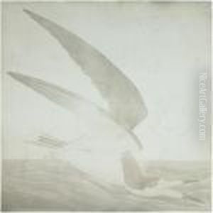 Black Skimmer Or Shearwater (plate Cccxxii)