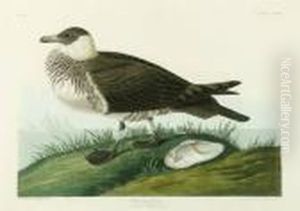 Romarine Jager by John James Audubon