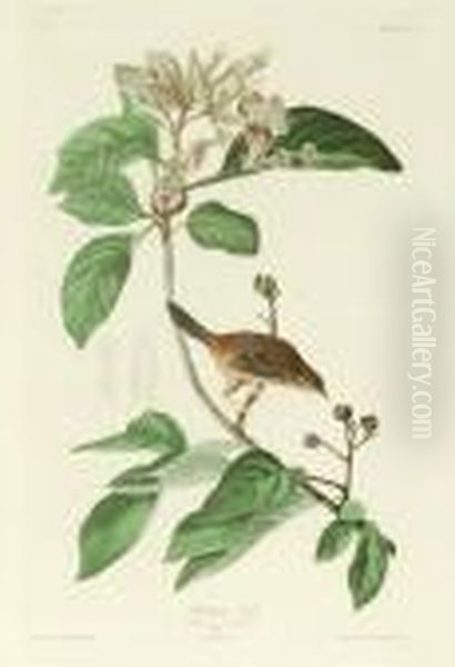 Bachman's Finch - view 1