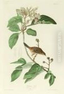 Bachman's Finch by John James Audubon