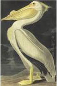 American White Pelican (plate 311) by John James Audubon