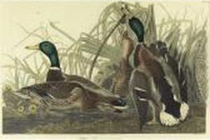 Mallard Duck (plate 221)