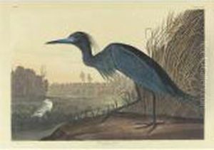 Blue Crane Or Heron (plate 307)