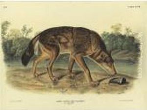 Red Texan Wolf (plate Lxxxii)