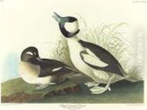 Manks Shearwater; And Buffel-headed Duck (plate Ccxcv; And Cccxxv) by John James Audubon